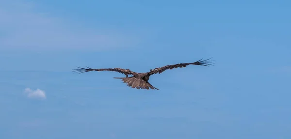 Japon Kara Kulaklı Uçurtma Milvus Lineatus Mavi Gökyüzü Karşı Yükselen — Stok fotoğraf