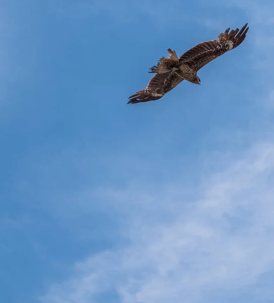 Cerf Volant Oreilles Noires Milvus Lineatus Oiseau Proie Planant Contre — Photo