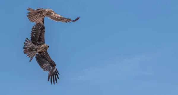 Japon Kara Kulaklı Uçurtma Milvus Lineatus Mavi Gökyüzü Karşı Yükselen — Stok fotoğraf