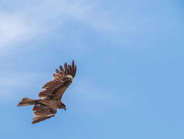 Japanischer Schwarzohrmilane Milvus Lineatus Greifvogel Rast Gegen Blauen Himmel — Stockfoto