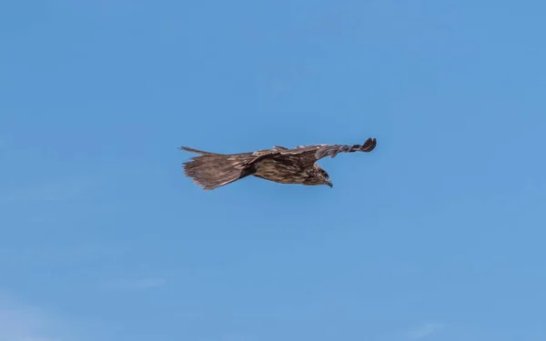 Japanse Zwarte Eared Vliegers Milvus Lineatus Roofvogel Stijgende Tegen Blauwe — Stockfoto