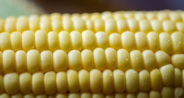 Tatlı mısırın yakın görüntüsü. Seçici odak.