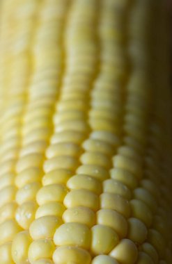 Taze ve granüllerle dolu mısırın temel besin maddeleri.