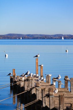 Martılar Ammersee dibinde bir yaya köprüsü üzerinde sonbahar güneşinin keyfini çıkarın.