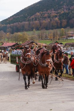 Hundham, Bavyera - 4 Kasım 2017: Her yıl Kasım ayında 1 Cumartesi günü pastoral alayı, Bavyera Hundham Leonhardi adlı alır at yer Patron St. Leonhard anısına. Geleneksel giyim ve dekore edilmiş atlı carr