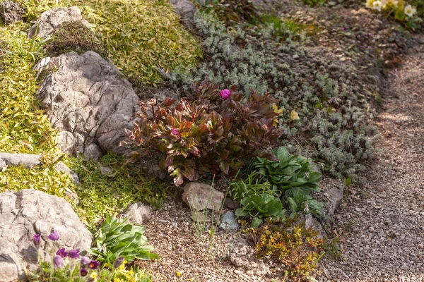 Flowering Pink Peonies Artificially Created Rock Garden — Stock Photo, Image