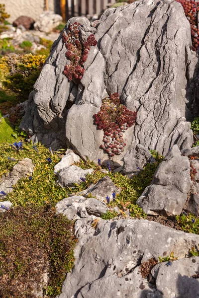 Λεπτομέρεια Βραχόκηπου Την Άνοιξη Σπιτικά Λουκάνικα Στην Πέτρα Και Μπλε — Φωτογραφία Αρχείου