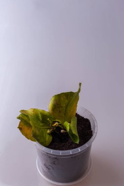 Çiçek ve yaprakların asılı olduğu organik limon - izole edilmiş
