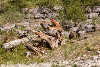 Bad Feilnbach yakınlarındaki Jenbachparadies 'de ağaç dalları koleksiyonu