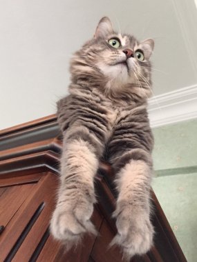 Evdeki sevimli kedi.