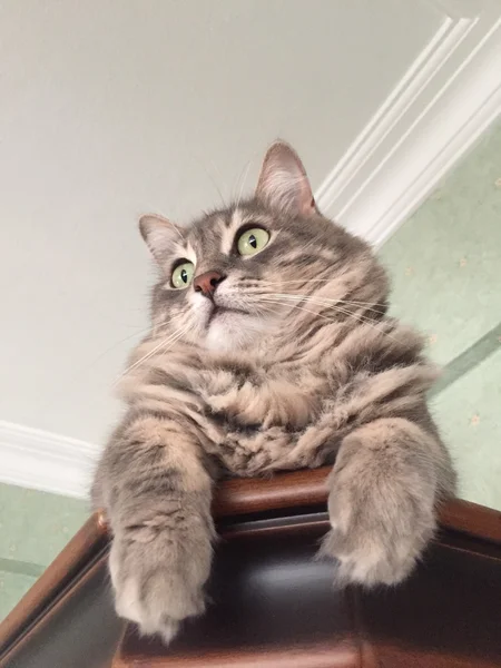 Eine süße Katze — Stockfoto