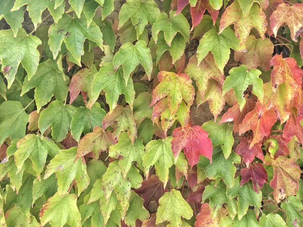 Folhas na parede como pano de fundo — Fotografia de Stock