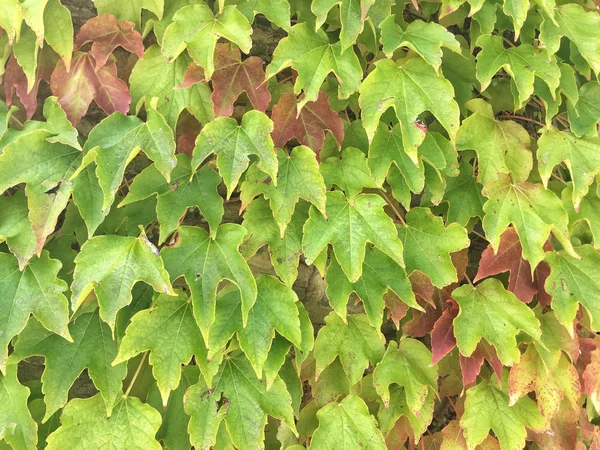 Folhas na parede como pano de fundo — Fotografia de Stock