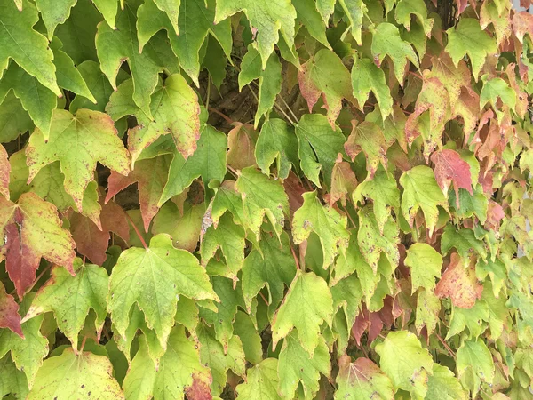 Folhas na parede como pano de fundo — Fotografia de Stock