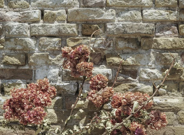 Sušená květina proti cihlové zdi — Stock fotografie