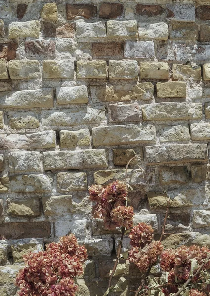 Suszonych kwiatów przed mur z cegły — Zdjęcie stockowe
