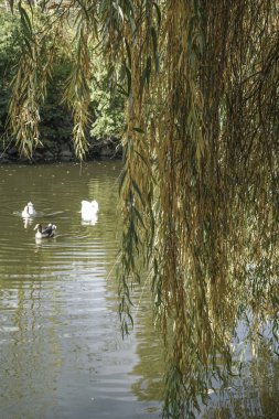 bir ağacın arkasında gölde yüzmeye ördekler