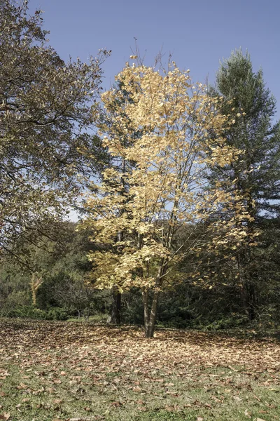 Un parc en automne — Photo