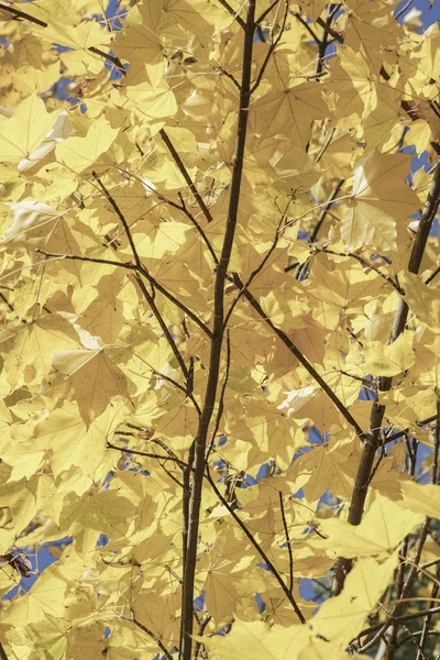 Feuilles d'automne jaunes sur arbre — Photo