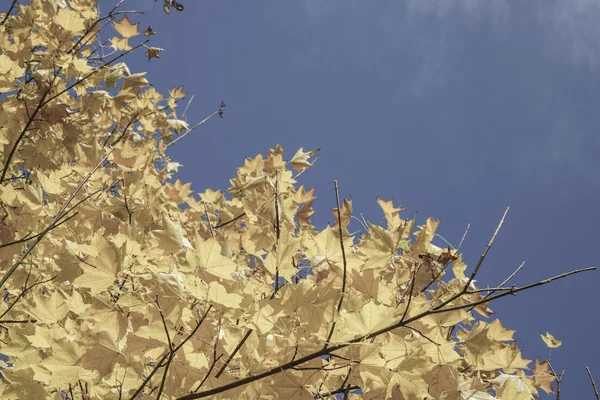 Hojas amarillas de otoño en el árbol contra el cielo azul — Foto de Stock