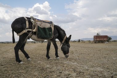 kırsal kesimde besleme eşek