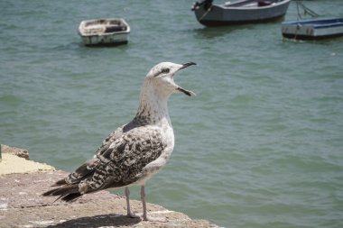 kızgın martı ayakta deniz tarafından