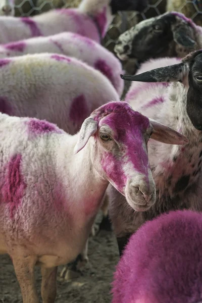 Herd of sheep dyed in pink — Stock Photo, Image