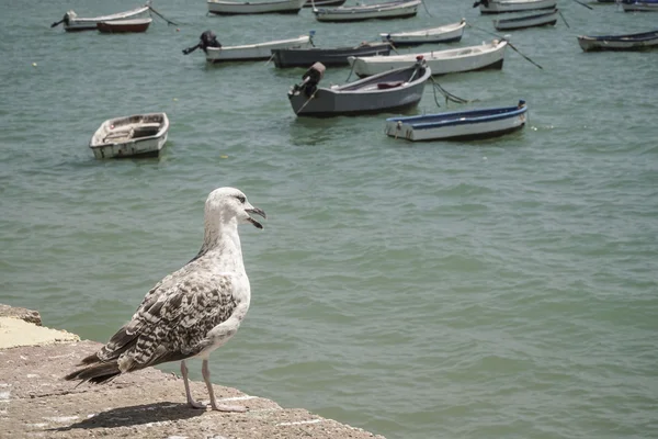 Mouette debout par la mer — Photo