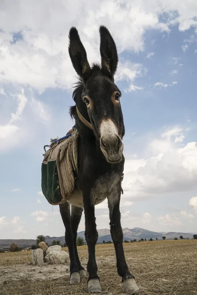 Donkey looking to the camera in the countryside — Stock Photo, Image