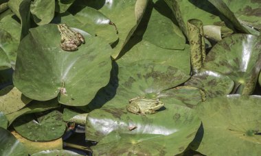 Kurbağalar nilüfer göl kenarında yaprakların üzerinde