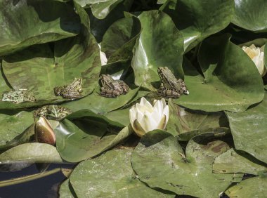 Kurbağalar nilüfer göl kenarında yaprakların üzerinde