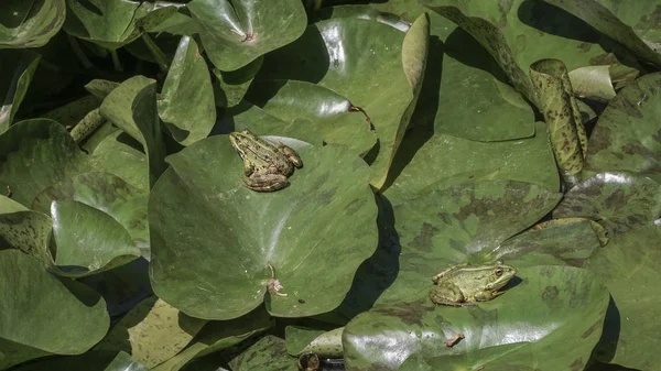 湖にスイレンの葉の上のカエル — ストック写真