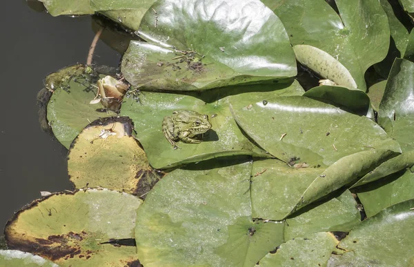 호수에 수련의 잎에 개구리 — 스톡 사진