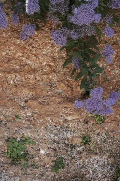 Parede de tijolo flores cercadas — Fotografia de Stock