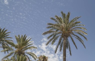 Gökyüzü üzerinde palmiye ağaçları