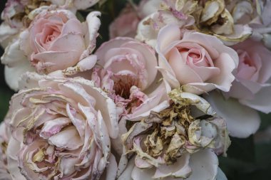 pembe güller solmuş