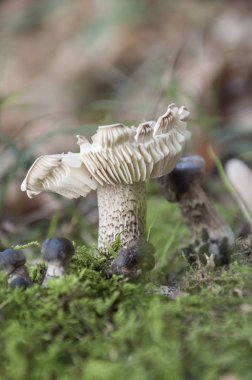 Bir mantara yaklaş.