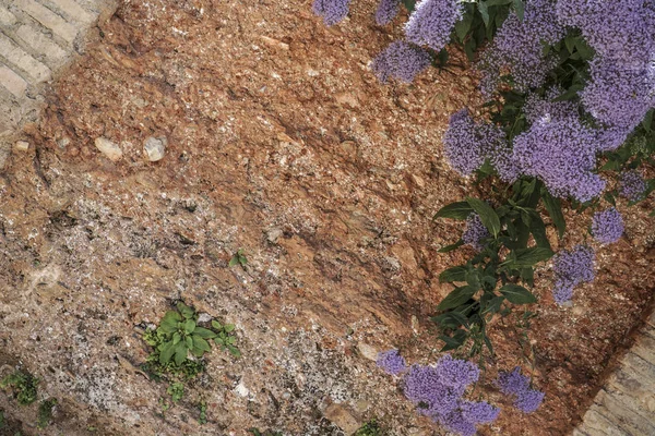 Pared de ladrillo rodeado de flores — Foto de Stock