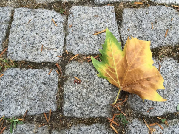 Сухой лист лежит на земле осенью — стоковое фото