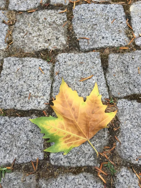 Сухой лист лежит на земле осенью — стоковое фото