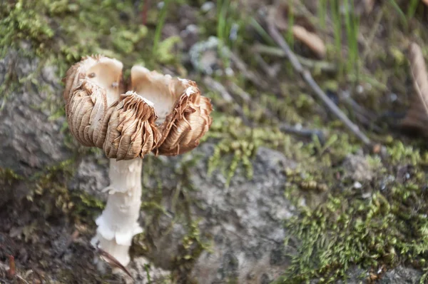 Zblízka z houby — Stock fotografie