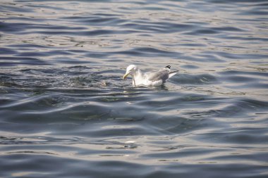 Bir parça ekmek yeme bir martı