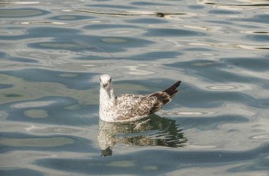 Bir martı yansıması ile denizde
