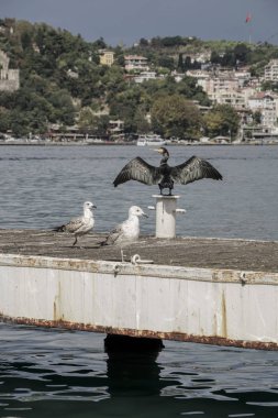 Bir karabatak ve deniz martı bekliyor