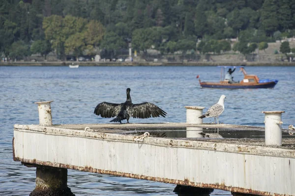 Une mouette et un cormoran debout au bord de la mer — Photo