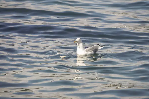 Une mouette mangeant un morceau de pain — Photo