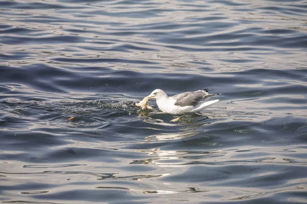 Une mouette mangeant un morceau de pain — Photo