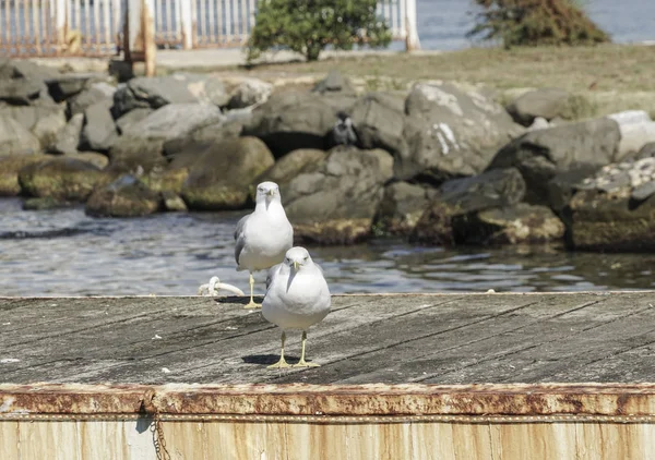 Seagulls standing on a pier — Stock Photo, Image