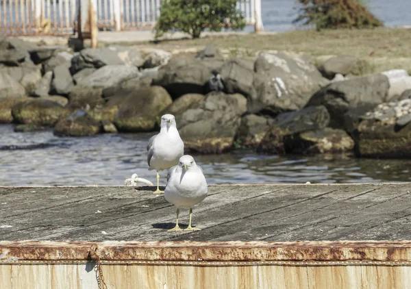 Gaviotas de pie en un muelle — Foto de Stock