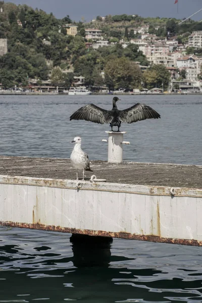 Seekor burung camar dan burung alap-alap berdiri di tepi laut — Stok Foto